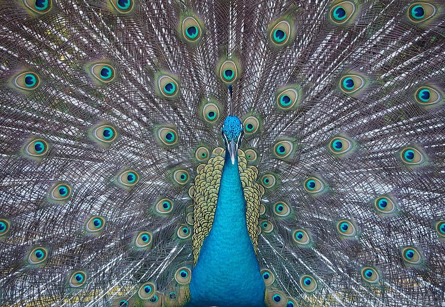 Peacock, Wheel, Bird, Pride, Feather, Animal, Colorful, Plumage, Iridescent, Nature, Animal World