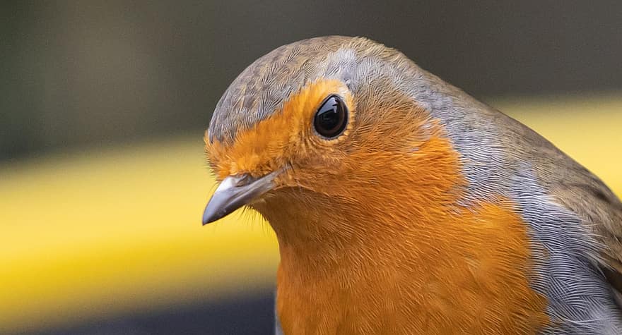Robin, pájaro, cabeza, ojo de pájaro, de cerca, plumas, Robin Redbreast, petirrojo europeo, pájaro paseriforme, animal, fauna silvestre