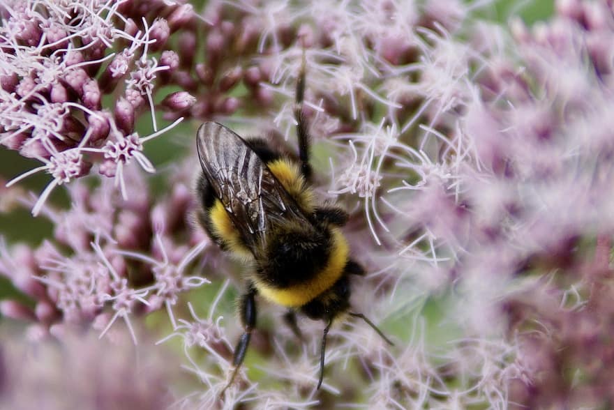 Hummel, bičių, vabzdys, makro, žiedadulkių, pobūdį, medus, žiedas, žydi, nektaras, skraidantis
