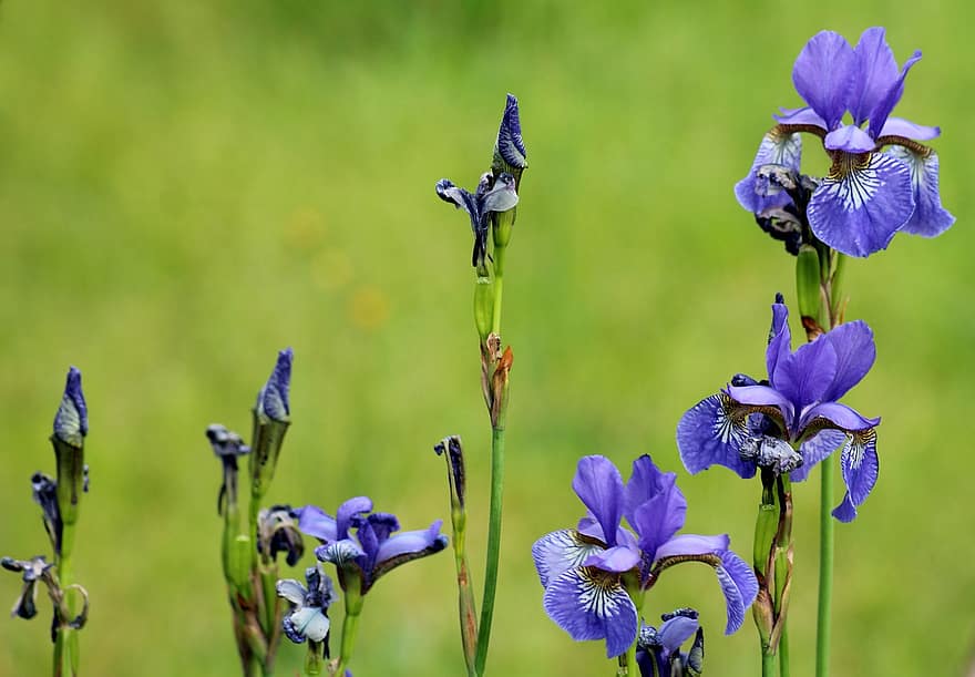 Iris, fleurs, printemps, bleu, la nature, jardin, Plantes d'ornement, fleur, été, fermer, plante