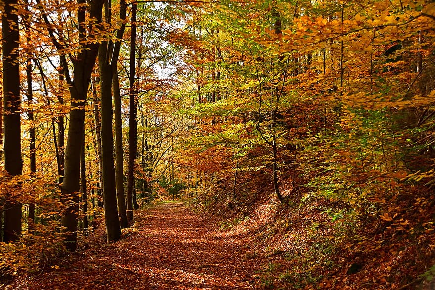 takas, ruduo, miškas, kelias, nukritę lapai, miško takas, miško kelias, medžiai, pomiškis, miškai, lapai