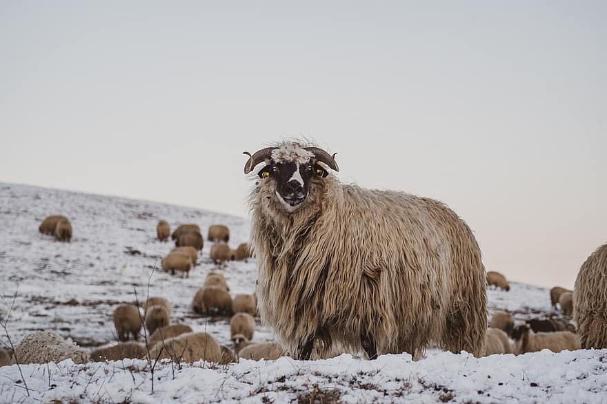 овца, пасти, снег, животные, зима, шерсть, выгон, поле, холодно, ягнят, домашний скот