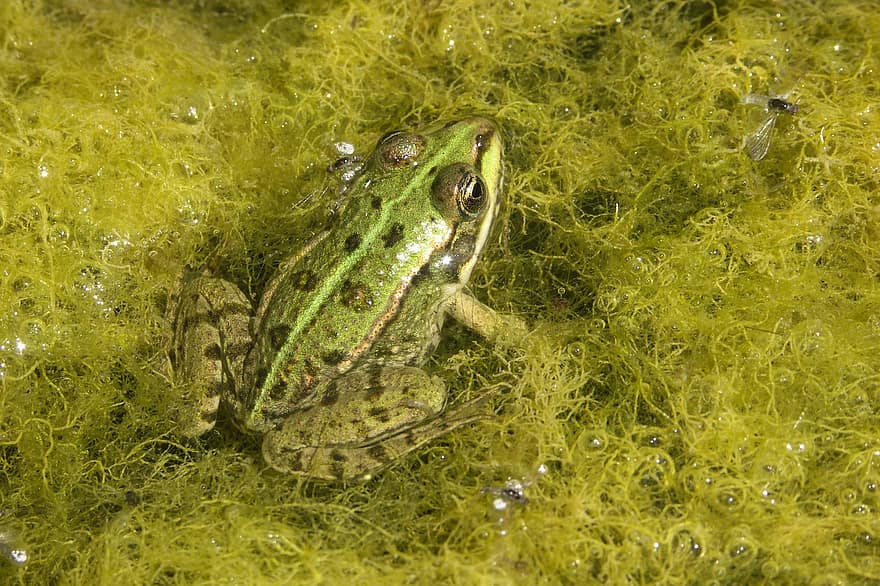 Frog, Animal, Pond, Water, Nature, Amphibian, Swim, Vertebrate, Algae