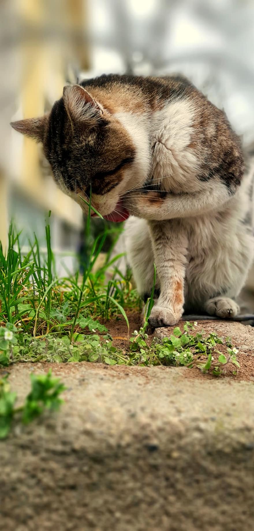 котка, домашна котка, градина, заден двор, на открито, животно, природа, домашни любимци, сладък, котешки, коте