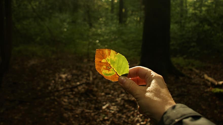 буков лист, листо, падане, гора, есенно листо, природа, есен, ръка