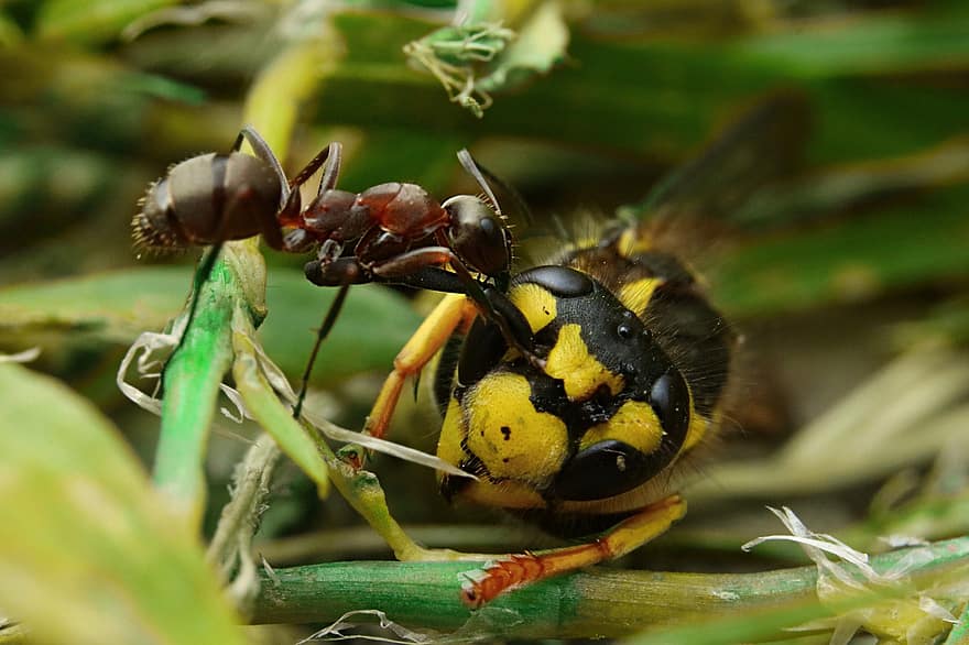 vespe, муравей, насекомые, ошибки, животные, фауна, растения, трава