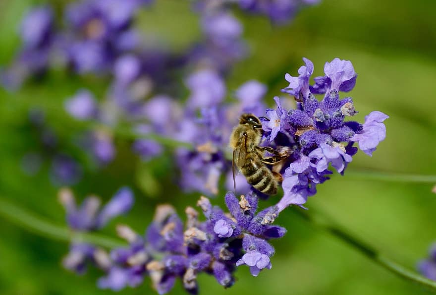 Bie, lavendel, pollinering, insekt, entomologi, natur, hage, anlegg, blomstre, blomst, honningbie
