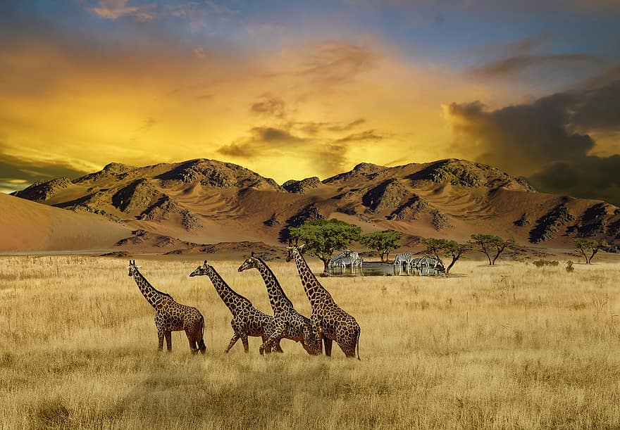 girafes, zebres, safari, posta de sol, muntanyes, animals, vida salvatge, desert, llac, forat d’aigua, arbres