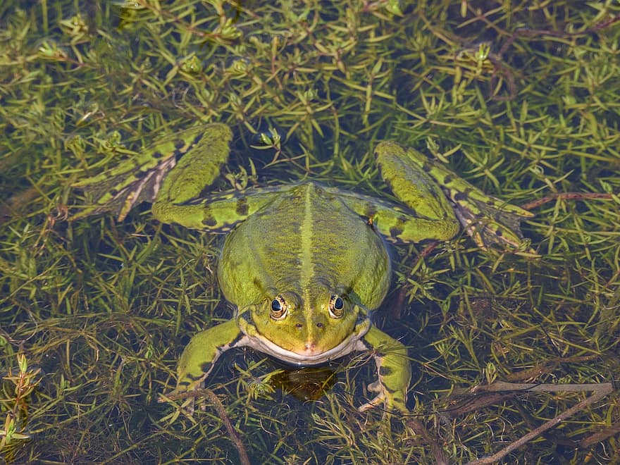 Animal, Frog, Amphibian, Nature, Water, toad, grass, green color, close-up, pond, animals in the wild