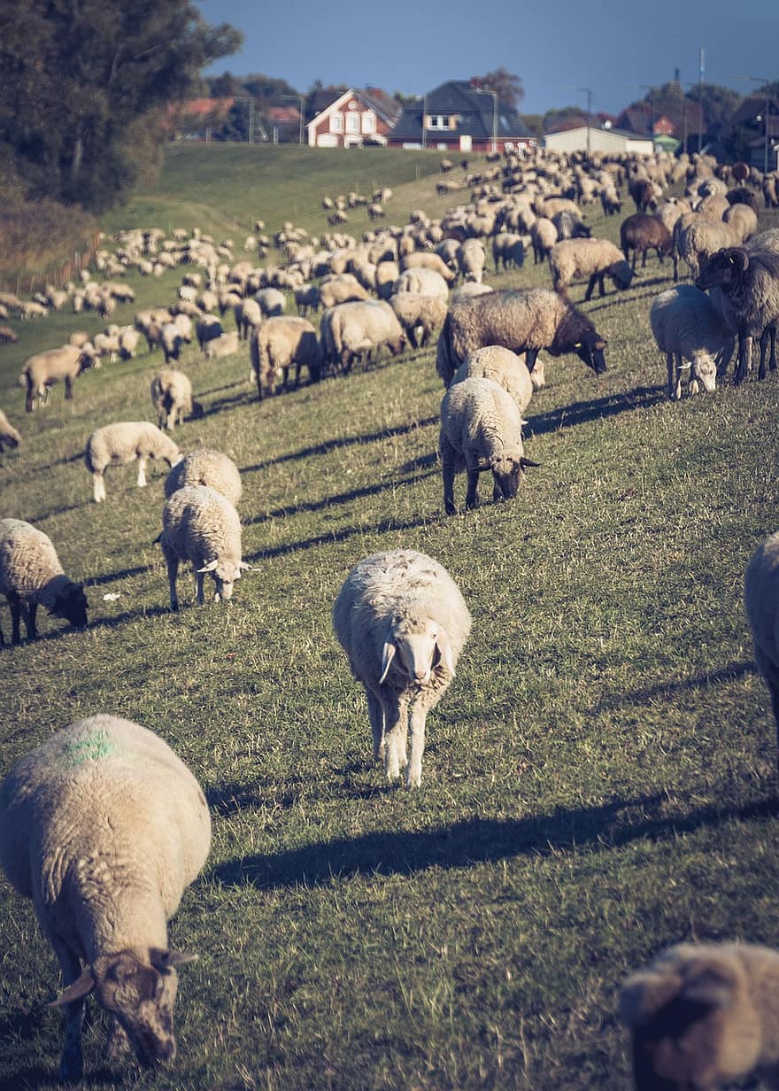Sheep, Flock, Pasture, Grazing, Animals, Mammals, Livestock, Meadow, Field, Farm, Rural