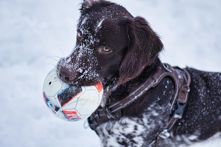 lemmikki-, koira, koiran-, eläin, nisäkäs, pallo, lumi, lemmikit, söpö, puhdasrotuinen koira, pentu