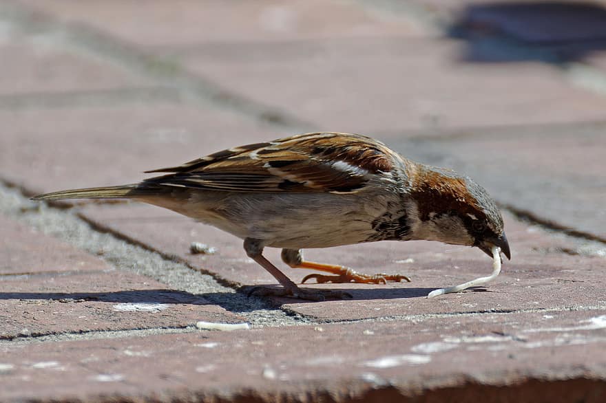 Bird, Sparrow, Eating, Food, Wall, beak, feather, animals in the wild, close-up, one animal, bird watching