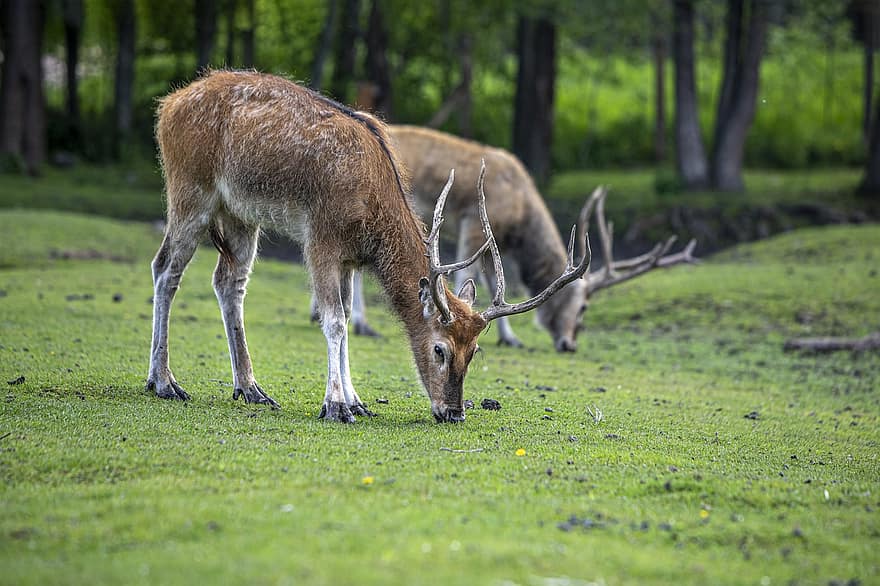 Animals, Cervus, Grassland, Tallinn Zoo, Mammal, Nature, Eating, Père David's Deer, Deer, Milu, grass