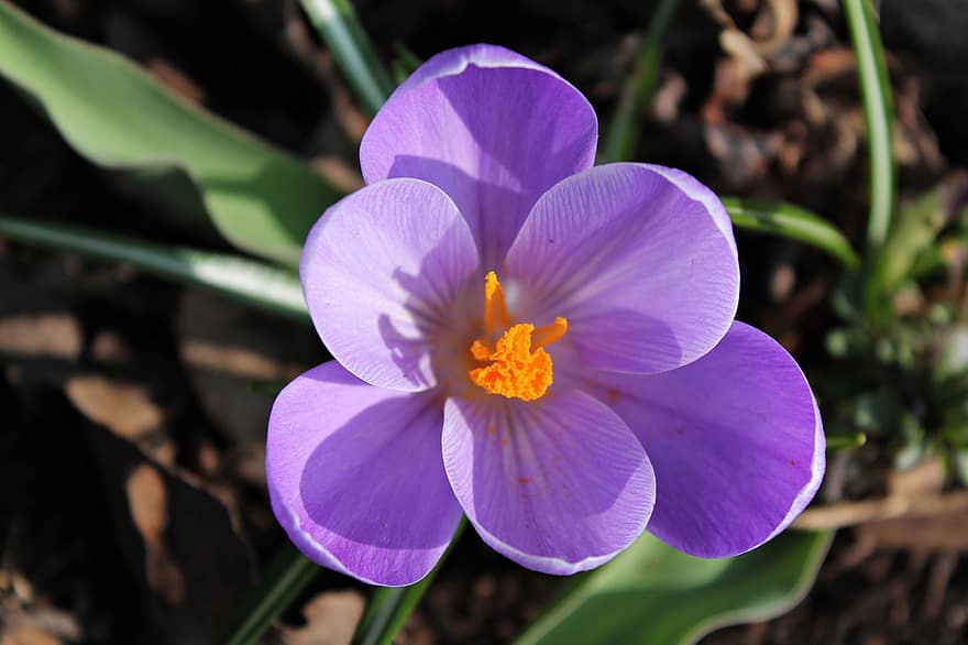 крокус, цветок, пыльца, завод, весенний цветок, лепестки, фиолетовые лепестки, цвести, цветение, начало весны, весна