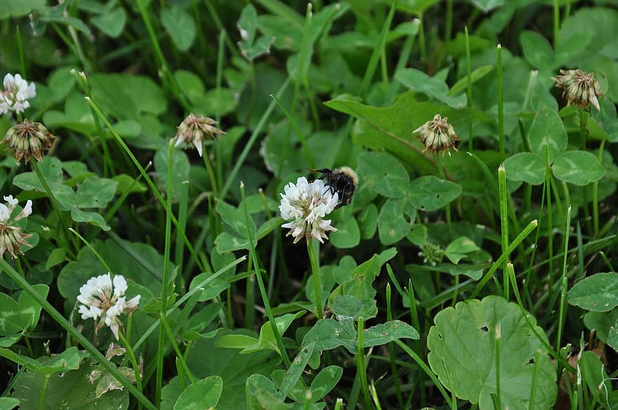 bumblebee, flores, plantas, trevo branco, abelha, inseto, flores brancas, sai, grama, vegetação, Prado
