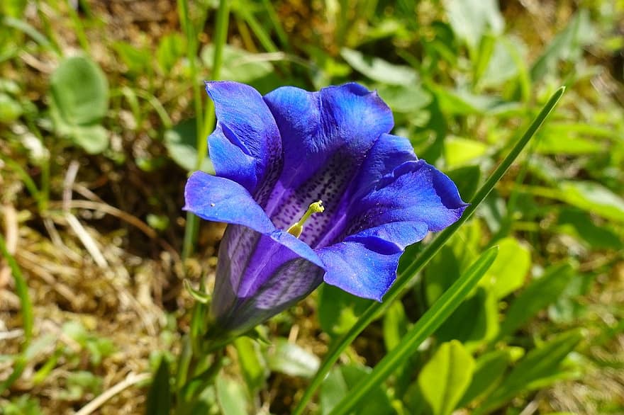 Gentian, Flower, Plant, Blue Flower, Bloom, Mountain Spring, close-up, leaf, petal, flower head, summer