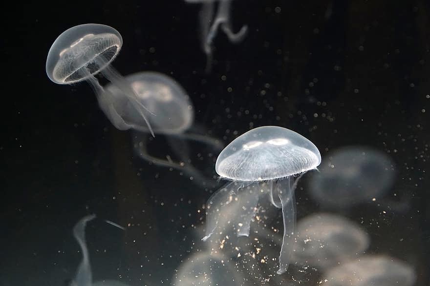 Jellyfish, Sea, Ocean, Molluscs, underwater, tentacle, water, blue, fish, stinging, poisonous