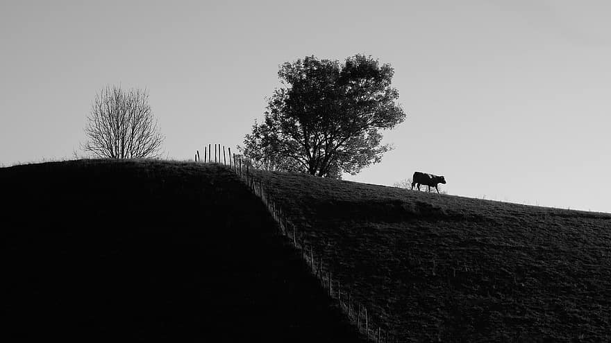 गाय, प्रकृति, मैदान, एक रंग का, जानवर
