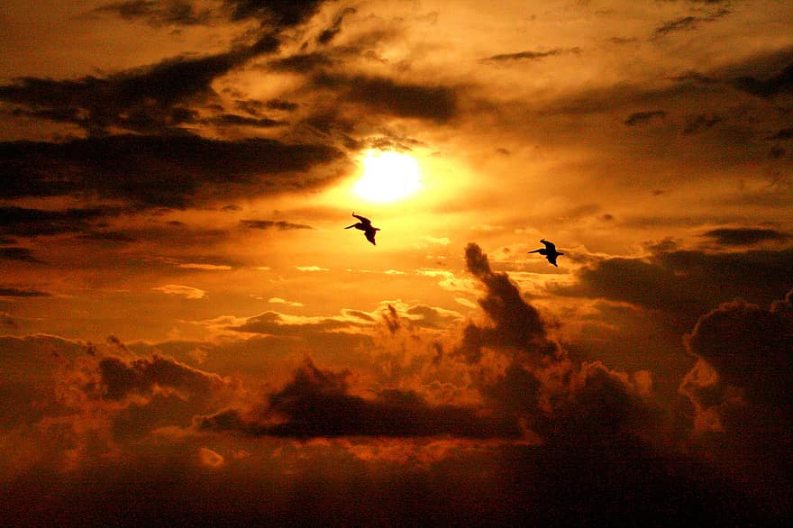 птицы, небо, солнце, облака, силуэт, заход солнца, облако, летающий, смеркаться, синий, Солнечный лучик