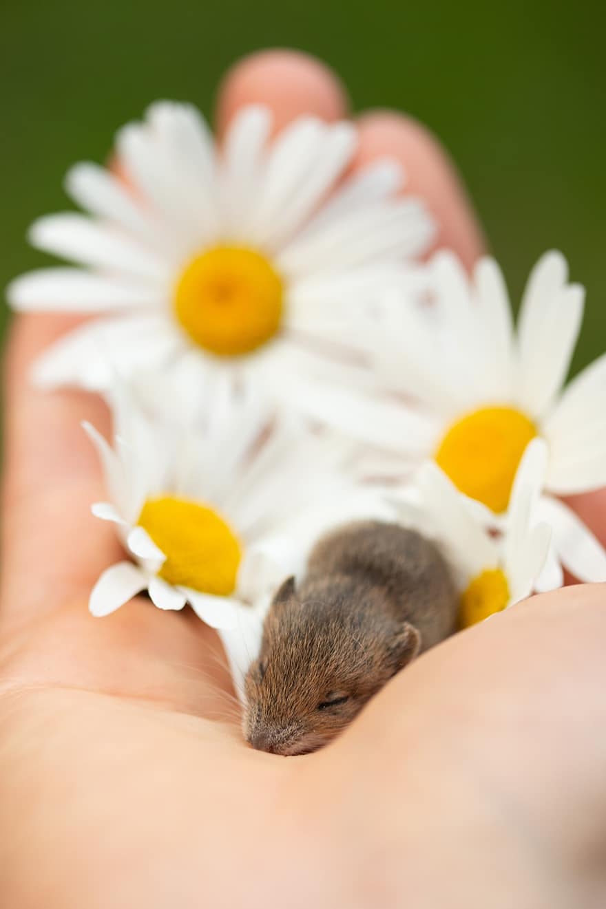 djur-, baby mus, gnagare, mus, daisy, blomma, hand, sovande, närbild, söt, gräs