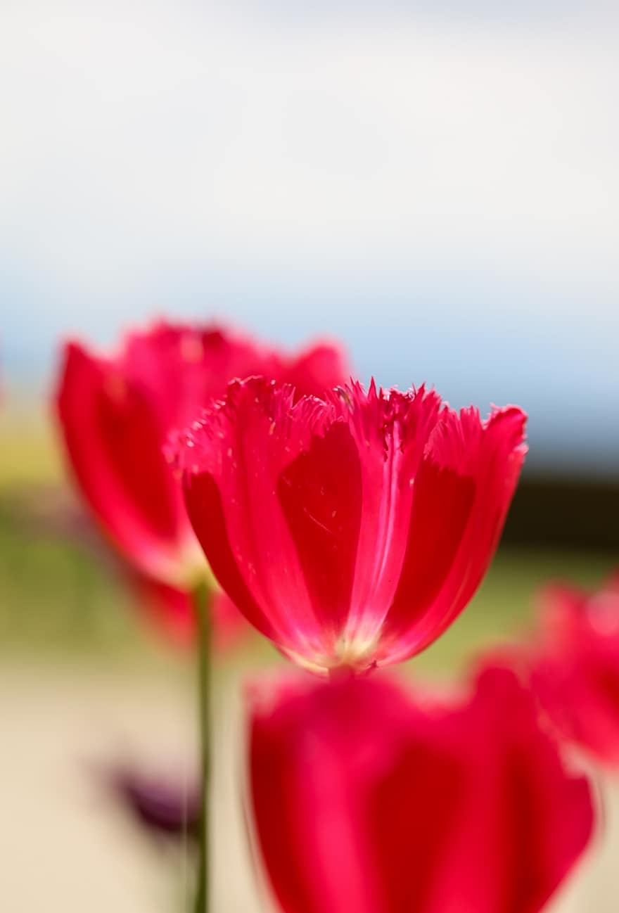 flor, tulipa vermelha, Primavera, sangue vermelho, fundo, plantar, verão, cabeça de flor, pétala, tulipa, fechar-se