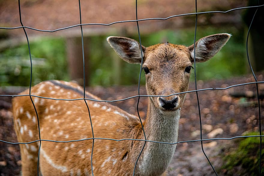 Deer, Zoo, Fence, Animal, Mammal, Wildlife, Closeup, Forest, Nature, Wild, Bambi
