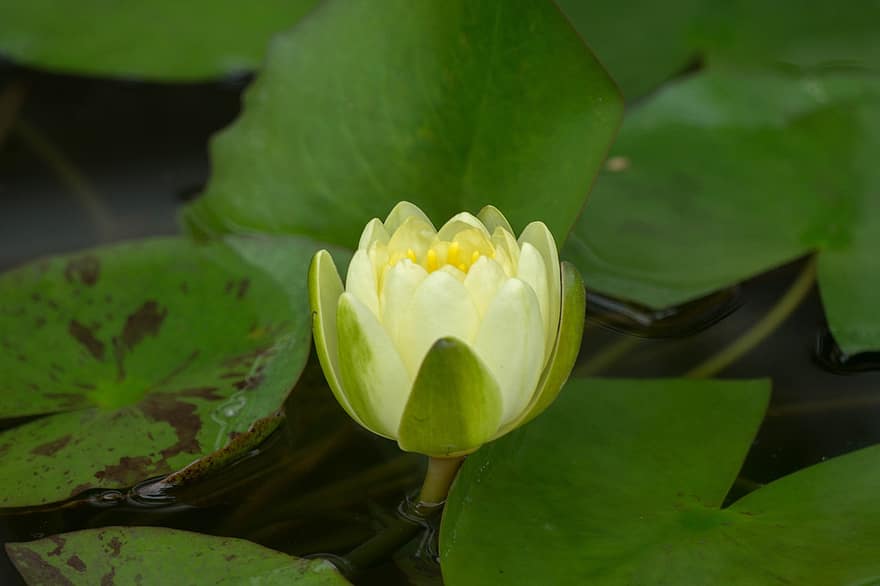 lotus, fleur, fleur de lotus, pétales, Floraison, plante aquatique, flore, feuille, plante, tête de fleur, étang