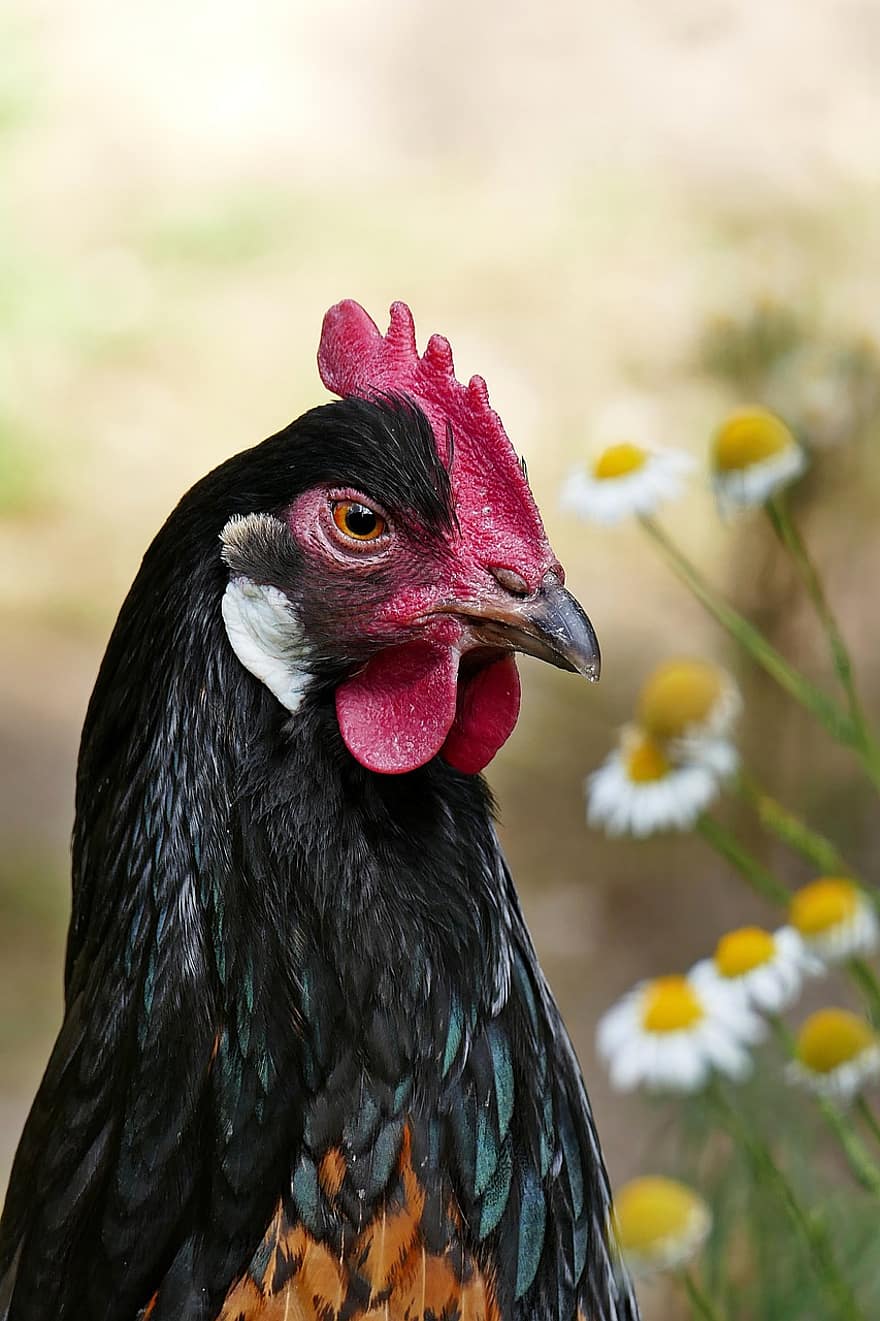 pollastre, aus de corral, pinta, ploma, plomatge, naturalesa, negre marró
