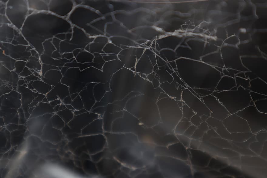 hämähäkinverkko, verkko, seitti, elinympäristö
