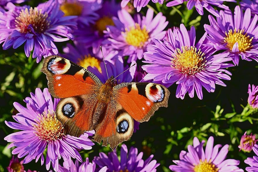 påfågel fjäril, lila blommor, pollinering, natur, närbild, multi färgad, blomma, insekt, djur-, skönhet i naturen, fjäril