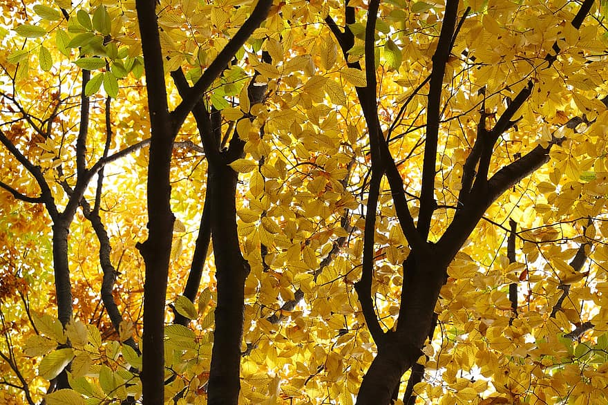 есен, дървета, гора, есенни листа, листа, природа, падане, дърво, листо, жълт, клон