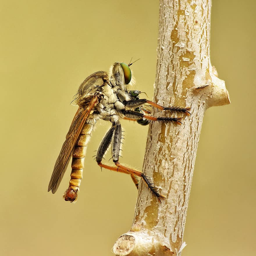 ληστεύοντας μύγα, δολοφόνος μύγα, έντομο, asilidae, φτερωτό έντομο, εντομολογία, macro, ζωικού κόσμου