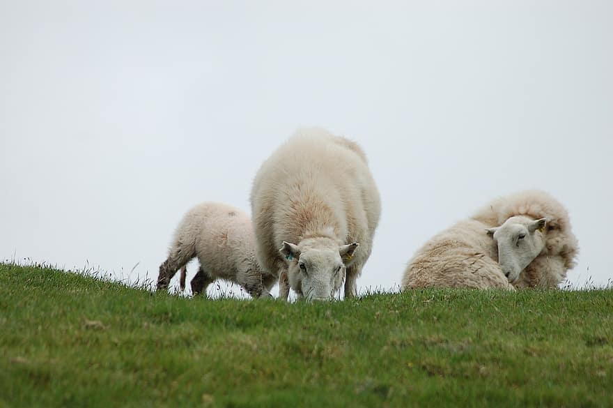 ovelles, animals, mamífers, accions en viu, ovelles domèstiques, remugants, ungulate, paisatge, herba, granja, escena rural