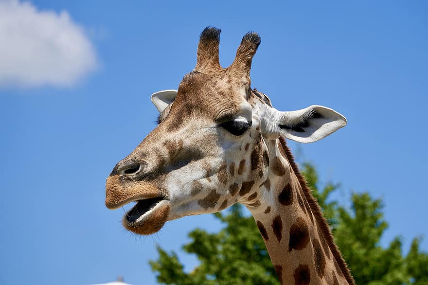 giraffa, animale, Africa, safari, mondo animale, mammifero, natura, selvaggio, animale selvaggio, capo, carina