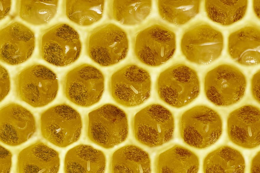bijen, bijenteelt, insect, honingbij, dier, natuur, eieren