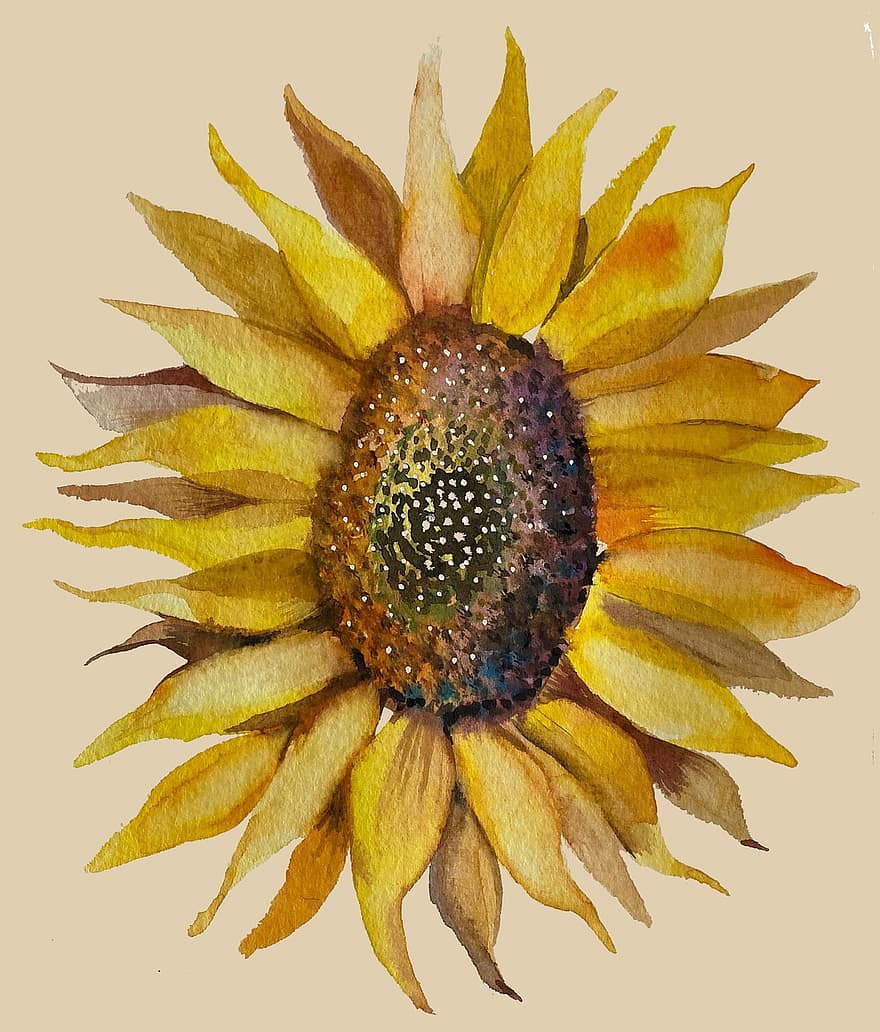 دوار الشمس ، الرسم بالألوان المائية ، لوحة ، زهرة ، وردة صفراء