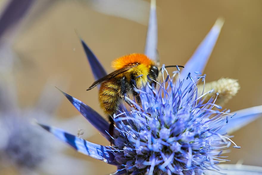 Blume, Biene, Flügel, Insekt, Natur, Fauna, Flora, Bestäubung, Honig