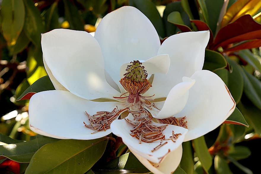 magnolia, bunga, warna putih, tanaman, kelopak, taman, berkebun, hortikultura, botani, flora, alam