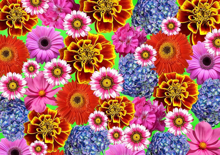 ดอกไม้, มีสีสัน, ฤดูร้อน, ธรรมชาติ, ดอกไม้ที่มีสีสัน, สวน, สี, ปลูก, พืชสวน, สดใส, แดดจัด