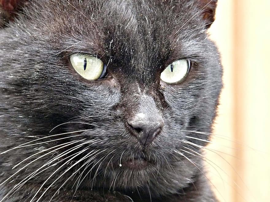 котка, домашен любимец, животно, Черна котка, очи, мустаци, вътрешен, котешки, бозайник