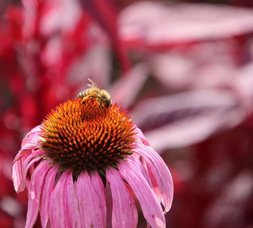 blomst, Bie, pollinering, nærbilde, anlegg, makro, sommer, insekt, enkeltblomst, petal, blomstre