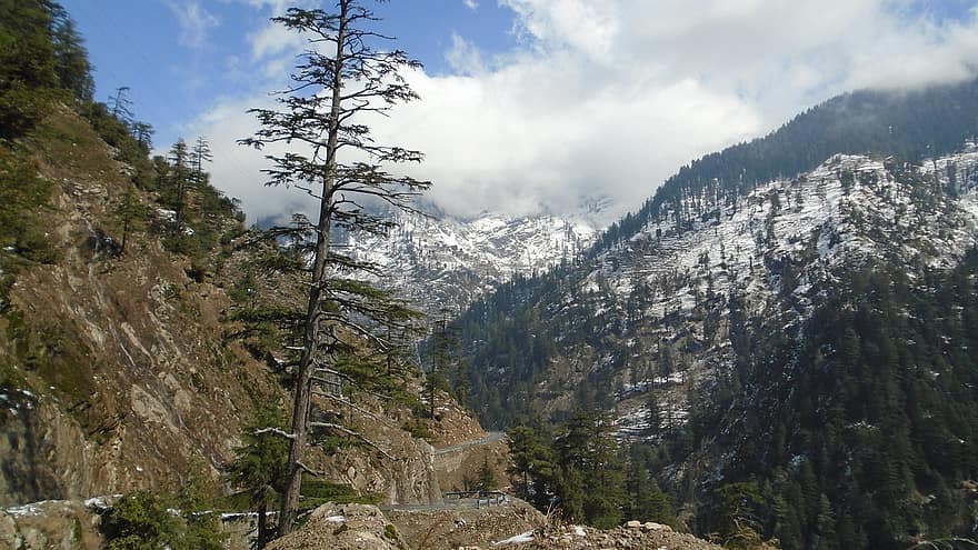 kalnai, miškas, sniegas, medžiai, žiemą, lauke, pobūdį, kraštovaizdį, Pakistanas, kasmyras