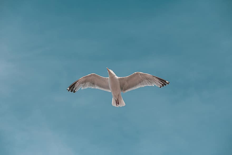 gaivota, pássaro, vôo, voar, asas, Ave marinha, animal, animais selvagens, céu azul