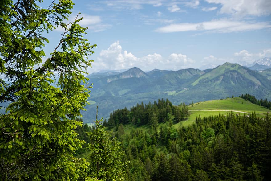 metsä, vuoret, Itävalta, luonto, maisema, Alpit, vuori, kesä, vihreä väri, ruoho, puu