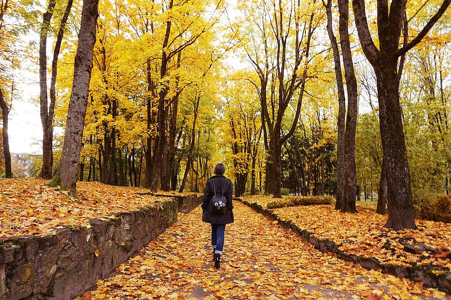 парк, жінка, осінь, прогулятися, природи, краєвид, дерева, листя, чоловіки, лист, жовтий