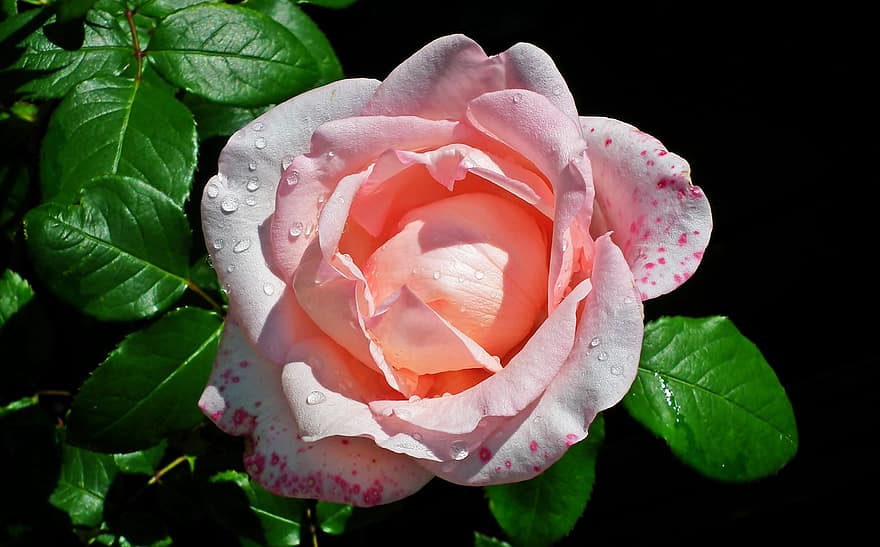 Роза, цветок, красота, День святого Валентина, завод, запах, любить, сад, романс, природа, цветение