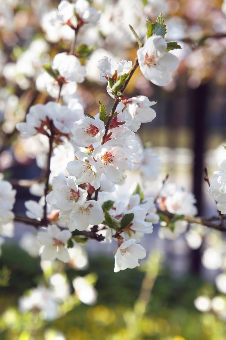sakura, las flores, Flores de cerezo, pétalos blancos, pétalos, floración, flor, flora, Flores de primavera, naturaleza