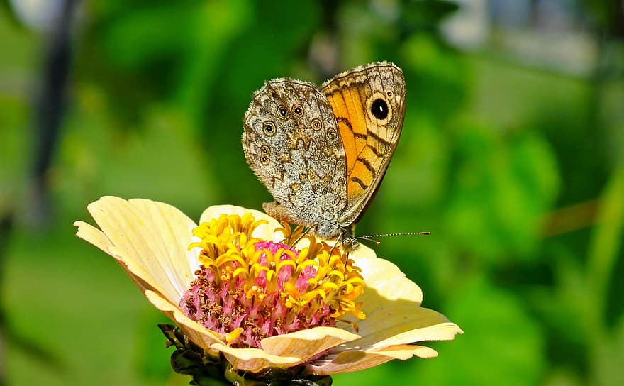 motyl, owad, Natura, kwiat, skrzydełka, kolorowy, ogród