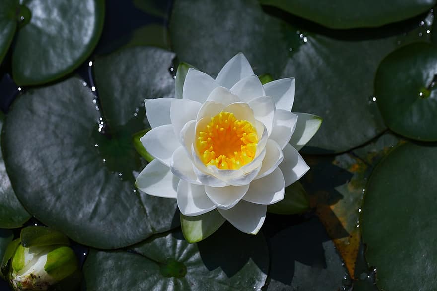 Lilia wodna, kwiat, staw, roślina, roślina wodna, lotos, biały kwiat, biała lilia wodna, kwitnąć, Natura