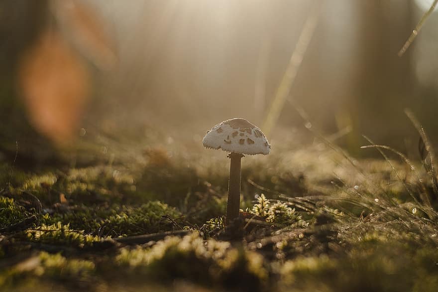 cogumelo, fungo, floresta, chão da floresta, natureza